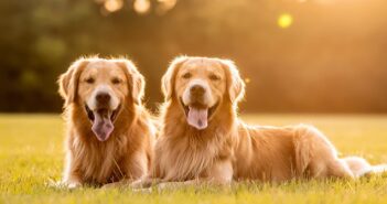 Beim Golden Retriever fällt als erstes das schöne, goldfließende Fell auf. ( Foto: Shutterstock-TanyaCPhotography)