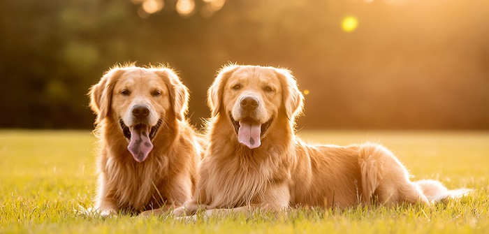 welche farbe hat ein golden retriever