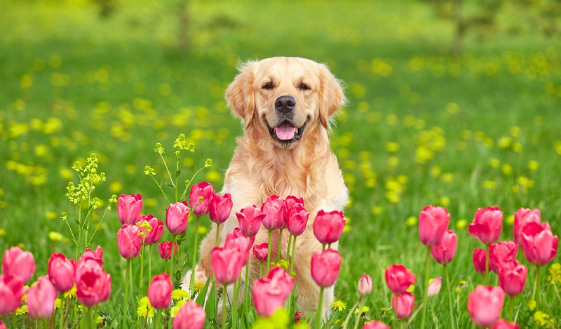 Der Golden Retriever ist ein friedvoller, fröhlicher und verspielter Hund. Der Golden ist ein sehr bewegungsfreudiger Hund und rennt gern mit anderen Fellnasen um die Wette. ( Foto: Shutterstock- Veronika Seppanen)