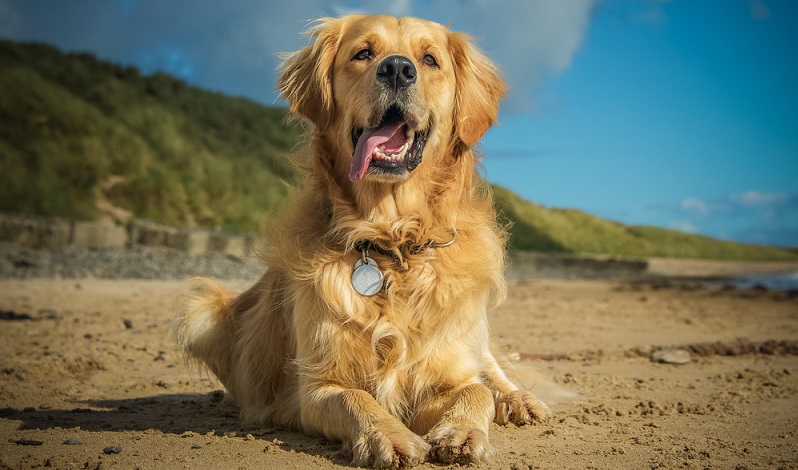 Auch so ein gutmütiger Hund wie der Golden Retriever muss eine Erziehung erhalten. ( Foto: Shutterstock-rebeccaashworth)