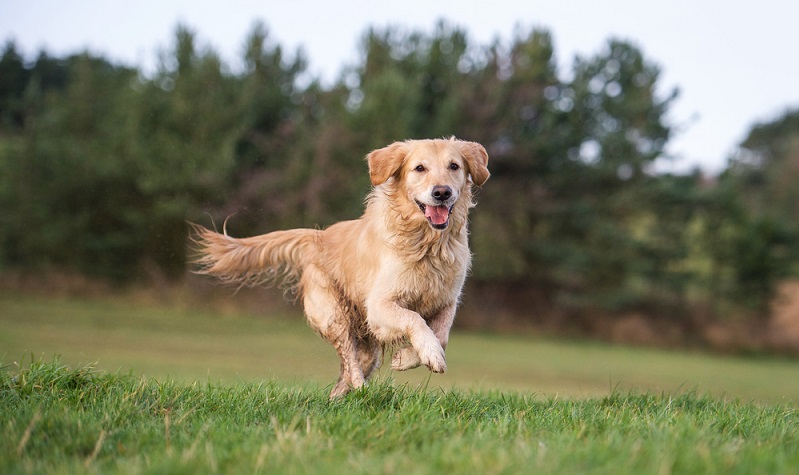 Die Geschichte des Golden Retrievers ist noch nicht sehr alt, dafür aber gut dokumentiert. ( Foto: Shutterstock- rebeccaashworth )