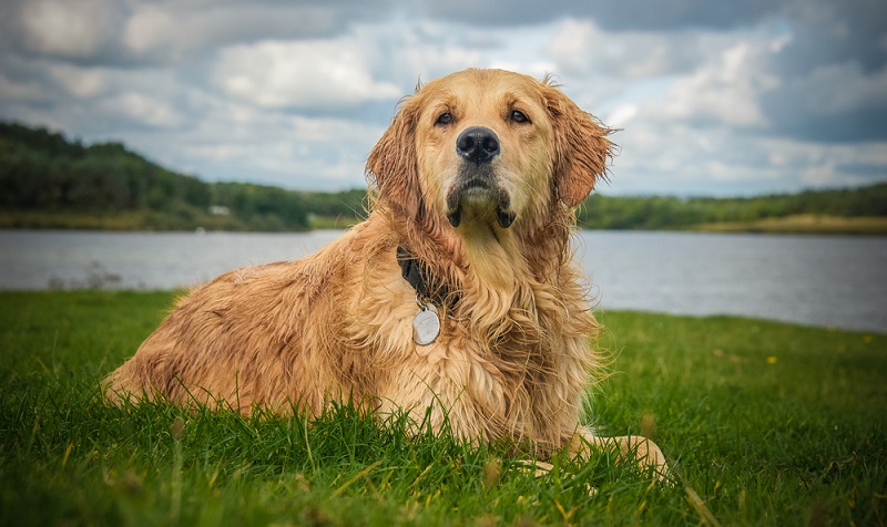 Beim Kauf eines Golden Retriever sollte man einige Erbkrankheiten genau abchecken. ( Foto: Shutterstock-rebeccaashworth)