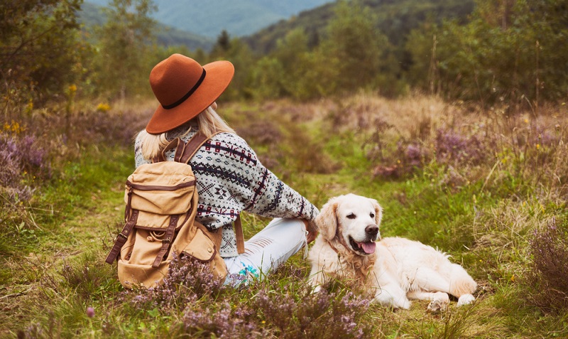 Der Golden Retriever aus der sogenannten Show Linie eignet sich auch sehr gut für Familien mit Kindern. Durch seine ausgeglichene und freundliche Art kann er sich gut in eine Familie integrieren. ( Foto: Shutterstock- Prystai )