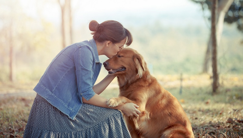 Einen seriösen Golden Retriever Züchter findet man bei einem Golden Retriever Zuchtverband oder beim Verband für das Deutsche Hundewesen VDH. ( Foto: Shutterstock- Wittybear )