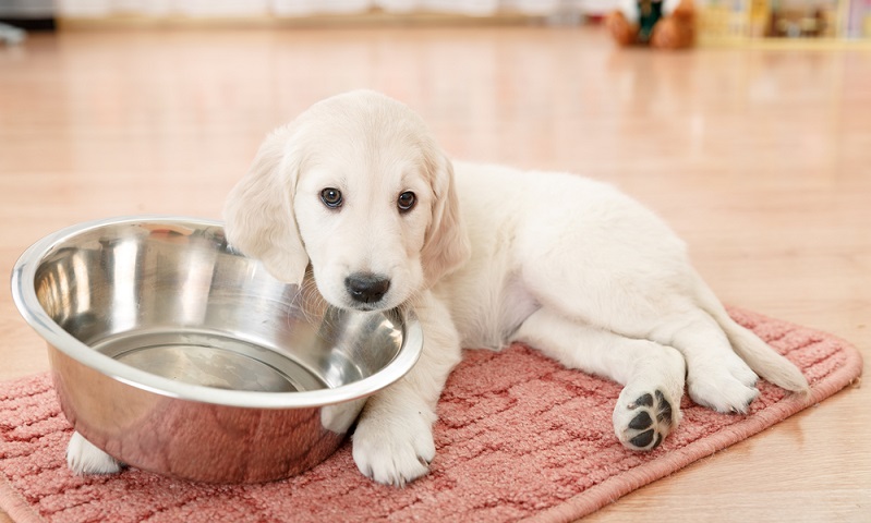 Um diese typischen Golden Retriever Erbkrankheiten möglichst auszuschließen, sollte man nur bei einem seriösen Züchter seinen Welpen kaufen. ( Foto: Shutterstock-NotarYES )