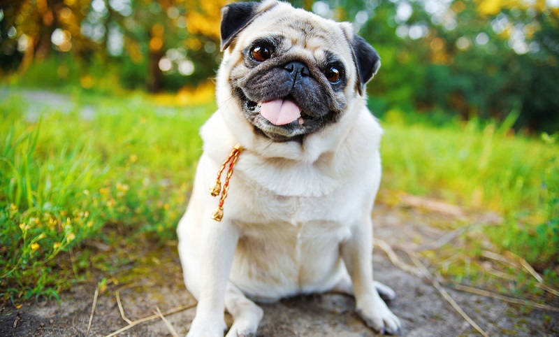 Der Mops ist der Clown unter den Hunderassen. Mit viel Charme, Würde und Intelligenz begleitet der Mops seine Menschen durchs gemeinsame Leben. ( Foto: Shutterstock- studio37th)