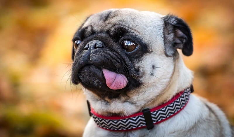 Die Mops-Erziehung gestaltet sich vergleichsweise einfach. Der Mops hat zwar durchaus auch seinen eignen Dickschädel und schaltet auch mal auf „Durchzug“, aber im Großen und Ganzen ist er einfach zu erziehen. ( Foto: Shutterstock-xkunclova)