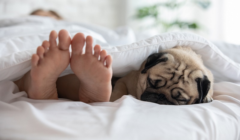 Der Mops ist ein sehr menschenbezogener Hund und leidet, wenn sein Mensch nicht bei ihm ist. Der Mops eignet sich für Singles, für Familien mit Kindern aber auch als Begleiter für ältere Menschen. ( Foto: Shutterstock- Yuttana Jaowattana )