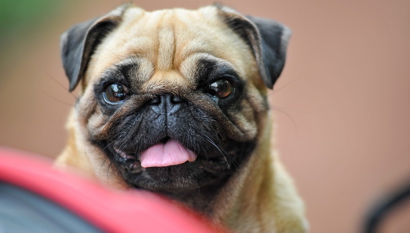 Der Mops ist ein erstaunlich robuster Hund. Wenn man ihn bei einem seriösen Züchter gekauft hat, wird man auch kaum Erbkrankheiten bei ihm ausmachen. ( Foto: Shutterstock-_Pornsawan Baipakdee )