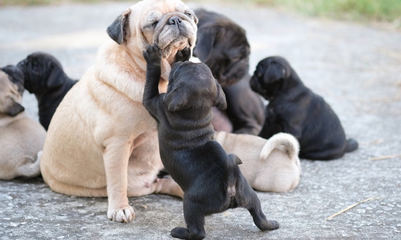 Einen gesunden Mops gibt es nicht aus dem Kofferraum eines Autos. Wer sich nach gründlicher Überlegung einen Mops anschaffen möchte, sollte sich einen seriösen Züchter über einen Rassehundezuchtverein suchen. ( Foto: Shutterstock- Ezzolo)