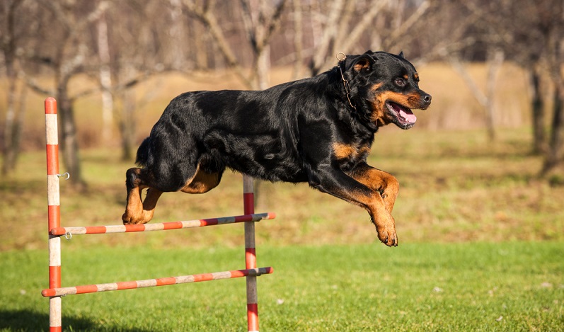 Für einen ausgeglichenen Rottweiler ist die geistige und körperliche Auslastung sehr wichtig. Er benötigt am Tag mehrere Stunden Auslauf. ( Foto: Shutterstock- Rita_Kochmarjova)