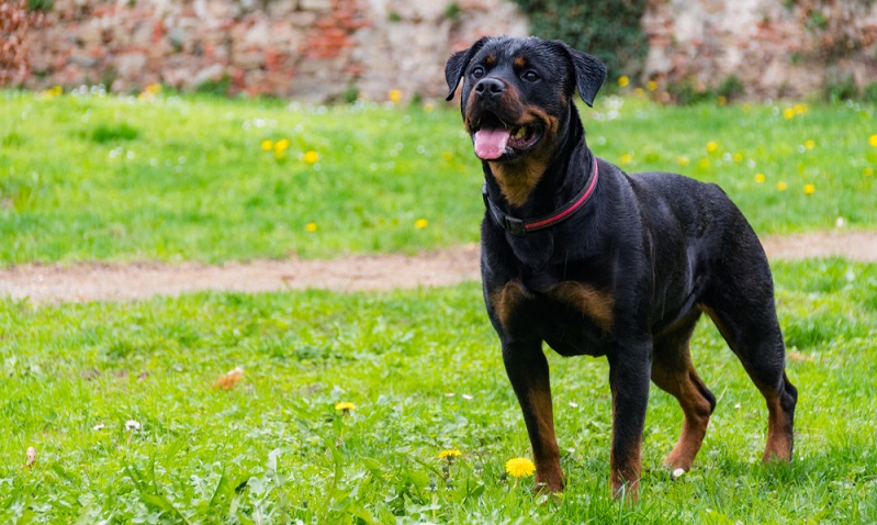 Man muss sich im Klaren sein, dass man als Halter eines Rottweiler von seiner Umgebung immer unter Beobachtung steht. ( Foto: Shutterstock- ImeoNPh )