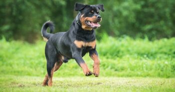 Rottweiler: so findest Du in ihm Schutz und Wohlbehagen ( Foto: Shutterstock-_Rita_Kochmarjova )