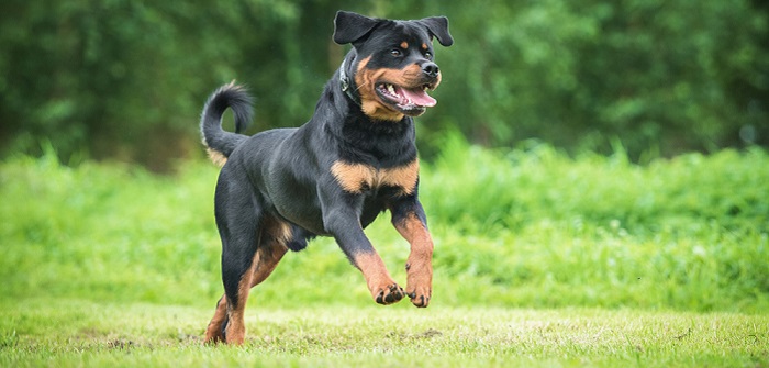 Rottweiler: so findest Du in ihm Schutz und Wohlbehagen ( Foto: Shutterstock-_Rita_Kochmarjova )