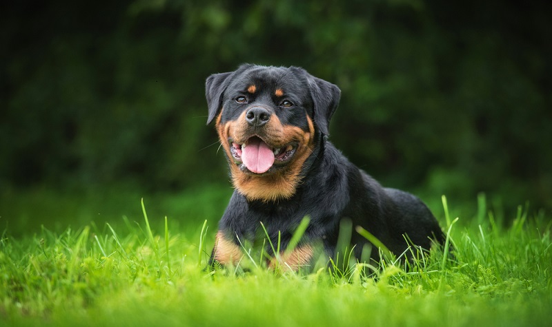 Die Rottweiler Wesensbeschreibung laut Rassestandard beschreibt hingegen seinen Charakter als ruhig und ausgeglichen. ( Foto: Shutterstock- Rita_Kochmarjova )