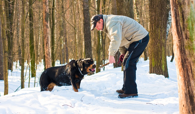 Wer sich einen Rottweiler zulegt, muss sich intensiv mit der Sozialisierung und Erziehung des Hundes beschäftigen. ( Foto: Shutterstock- Tatiana Mako