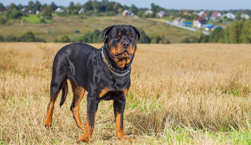 Eins ist sicher, der Rottweiler ist eine der ältesten Hunderassen. Aber wie bei den meisten alten Hunderassen, ist der geschichtliche Ursprung des Rottweiler nicht dokumentiert. Erst ab dem 19. Jahrhundert finden sich gesicherte Quellen. ( Foto: Shutterstock- Idea Studio )