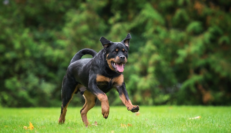 Der Mensch, der sich einen Rottweiler zulegt, muss eine ruhige, ausgeglichene und durchsetzungsstarke Art haben. ( Foto: Shutterstock- Rita_Kochmarjova)