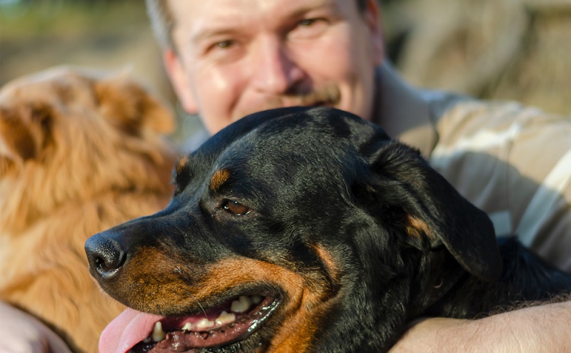 Wie bei allen großen und schweren Hunden neigen auch Rottweiler zur Gelenksdysplasie und Ellenbogendysplasie. ( Foto: Shutterstock-Dmitriev Mikhail )