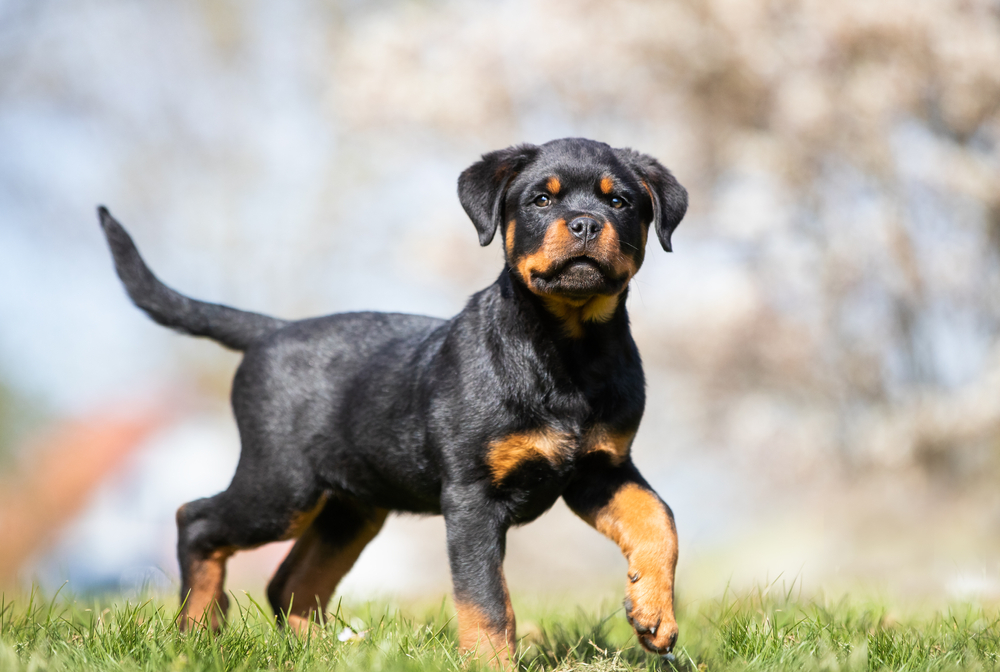 Verantwortungsvolle Rottweiler Züchter legen nicht nur Wert auf gesunde Elterntiere, sondern auch auf einen guten Charakter. ( Foto: Shutterstock-BIGANDT.COM)