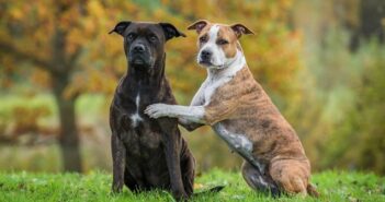 Staffordshire Terrier: wie Du ihm ein schönes Zuhause geben kannst ( Foto: Shutterstock- Rita_Kochmarjova)
