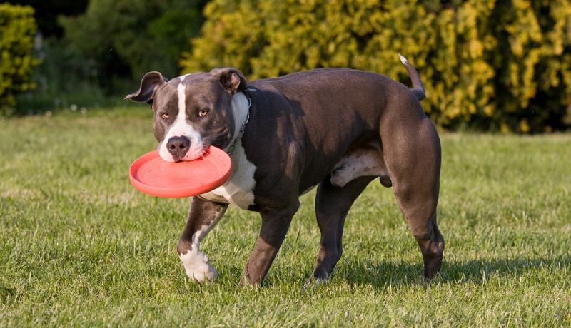 American Staffordshire Terrier sind Power- und Kraftpakete. Mit seinem starken Bewegungsdrang und muskulösen Körperbau bieten sich viele ausdauernde Freizeitaktivitäten mit dem American Staffordshire Terrier an. (Foto: Shutterstock-Lenkadan )