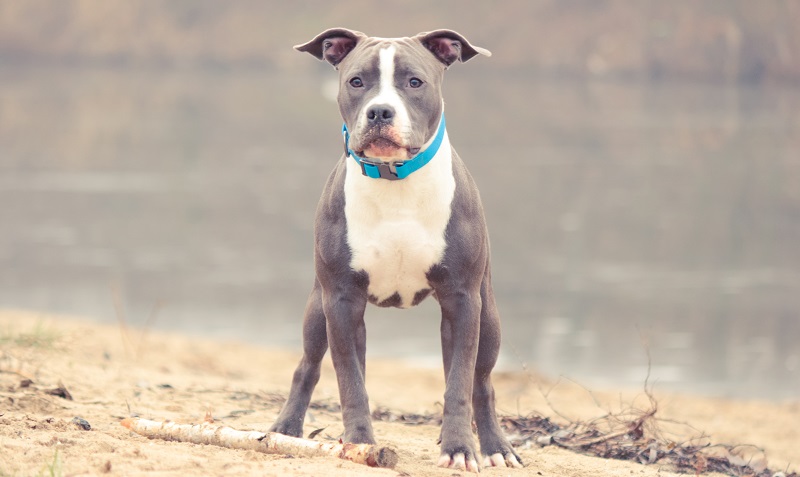 Wer sich für die Anschaffung eines American Staffordshire Terrier interessiert, sollte sich gut überlegen, ob er dem Tier und den damit verbundenen Anforderungen gerecht werden kann. ( Foto: Shutterstock-_Anna_Bondarenko)