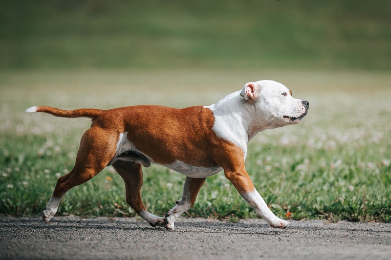 American Staffordshire Terrier sind mittelgroße Hunde mit einem sehr kräftigen und kompakten Körper. ( Foto: Shutterstock-_Eve Photography )
