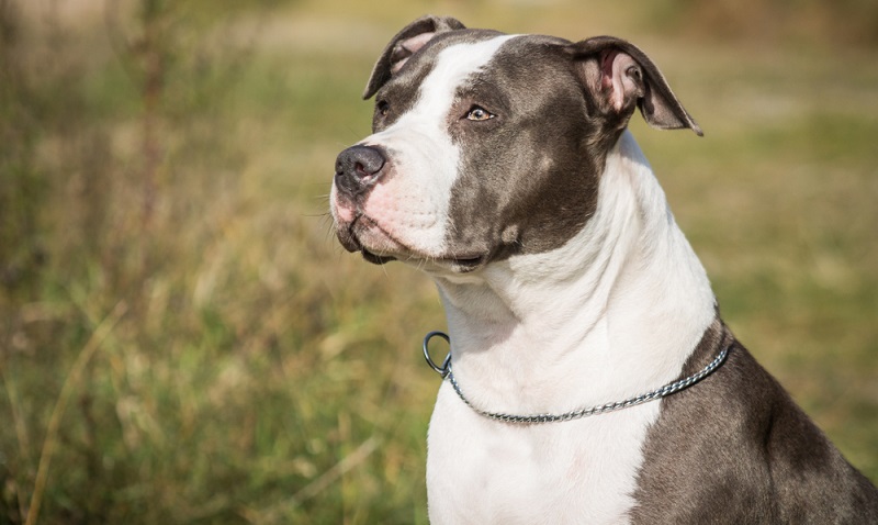 Der American Staffordshire Terrier ist im Grunde seines Wesens ein ruhiger, verspielter und ausgeglichener Hund. ( Foto: Shutterstock-AnetaZabranska)