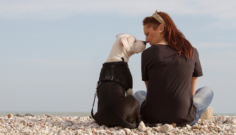 Der American Staffordshire Terrier ist ein gut erziehbarer Hund. Doch bedarf es einen bereits erfahrenen Hundeführer, der sich auf eine positive Sozialisierung und konsequente Erziehung versteht. ( Foto: Shutterstock- BestShots )