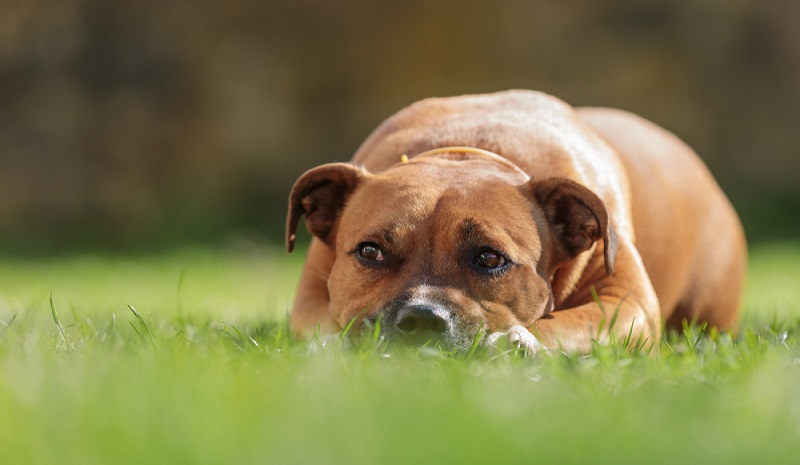 Der heutige American Staffordshire Terrier ist eine Hunderasse aus den USA. Die Ahnen des American Staffordshire Terrier stammen aber aus Großbritannien. ( Foto-Shutterstock-Michal Ninger)