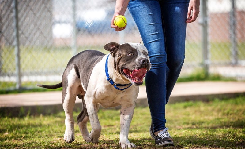 Einen American Staffordshire Terrier zu Halten bedeutet sich einer besonderen Situation für die nächsten 9 bis 15 Jahre zu stellen. ( Foto: Shutterstock-_Susan Schmitz)