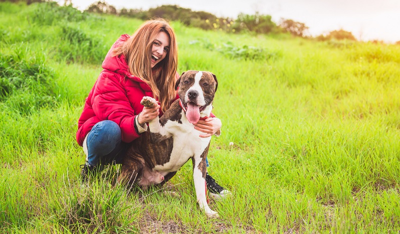 Die Fellpflege ist beim American Staffordshire Terrier nicht aufwendig. ( Foto: Shutterstock- Fotoeventis_)