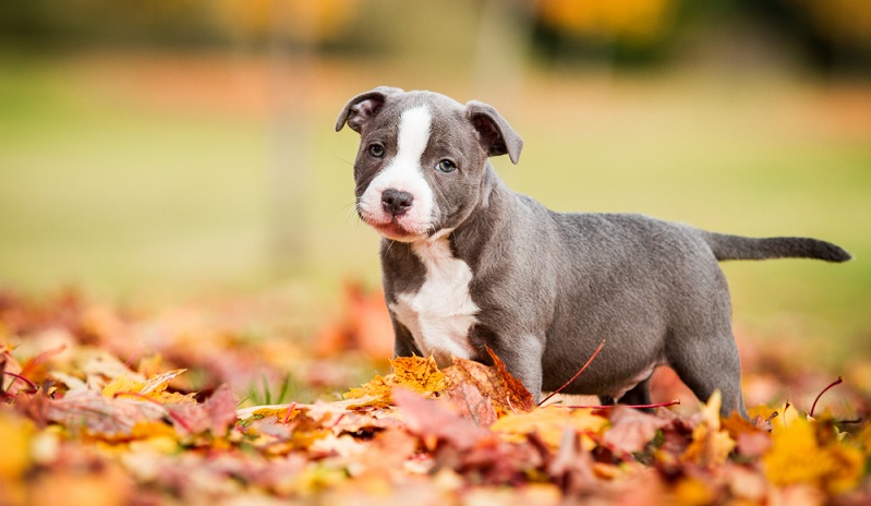Ein American Staffordshire Terrier Welpe ist zunächst auch nur ein kleiner Hundewelpe, der neugierig seine Welt entdecken will. ( Foto: Shutterstock-Aneta Jungerova )