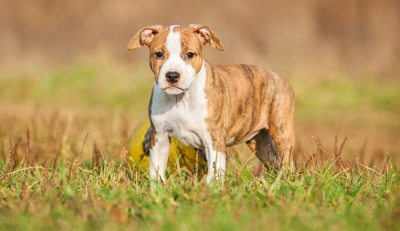 Verantwortungsvolle Züchter haben wesensstarke, ausgeglichene und gesunde Hunde. ( Foto: Shutterstock-Rita_Kochmarjova)