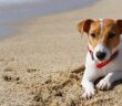 Jack Russell Terrier: Ein Tausendsassa auf vielen Gebieten( Foto: Shutterstock-evrymmnt)