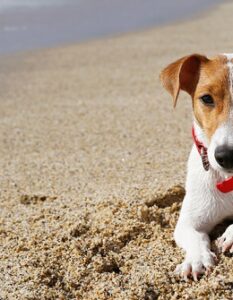 Jack Russell Terrier: Ein Tausendsassa auf vielen Gebieten( Foto: Shutterstock-evrymmnt)