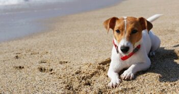 Jack Russell Terrier: Ein Tausendsassa auf vielen Gebieten( Foto: Shutterstock-evrymmnt)