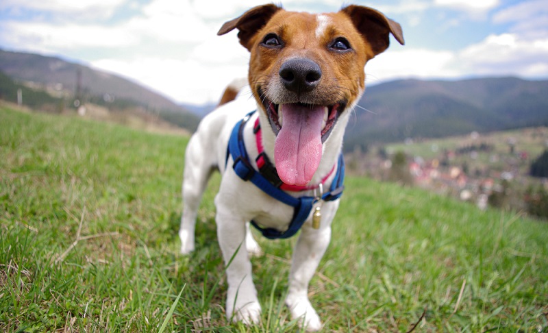 Als Sportbegleiter für Menschen, die Reiten, Joggen oder Wandern ist er der Ideale Begleiter. ( Foto: Shutterstock-sobtomas )