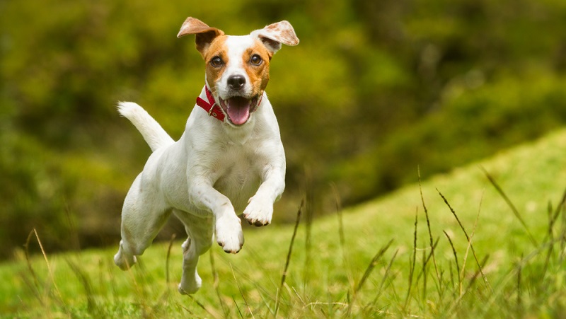 Jack Russell Terriers sind kleine Jagdhunde, die speziell für die Fuchsjagd zu Pferd gezüchtet wurden. In Bewegung sein ist ein Lebenselixier für den Jackie. ( Foto: Shutterstock-Ammit Jack )