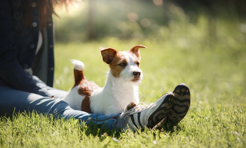 Der Jack Russell ist ein kleiner Dickschädel, der von Beginn an eine liebevolle und konsequente Erziehung benötigt. ( Foto: Shutterstock-dezy)