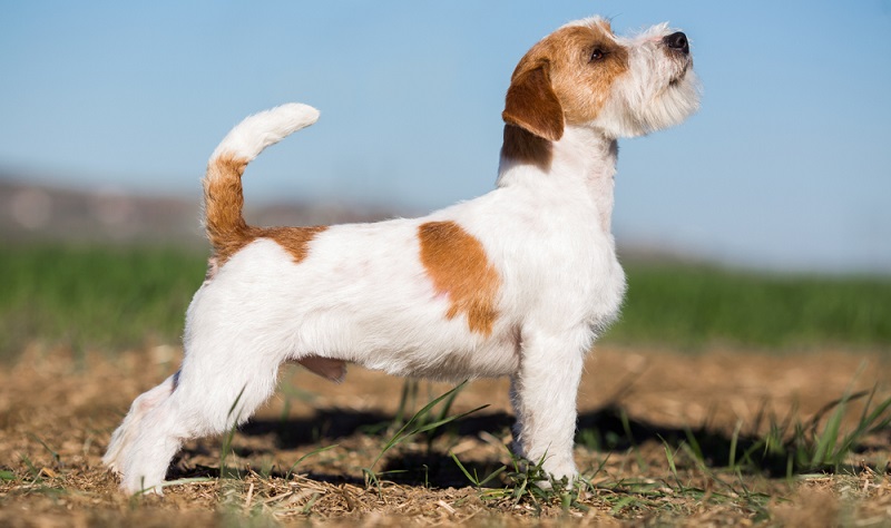 Die Anfänge des Jack Russell Terrier gehen auf den englischen Pfarrer John (Rufname Jack) Russell (1795-1883) zurück. Der Pfarrer war ein begeisterter Reiter und Jäger.( Foto: Shutterstock-OlesyaNickolaeva_)