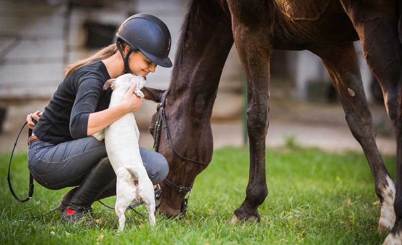 Der Jack Russell Terrier ist und bleibt ein Jagdhund, der am liebsten draußen im Gebüsch buddelt. Als Begleiter für Reiter fühlt er sich am wohlsten. ( Foto: Shutterstock-Fotokostic)