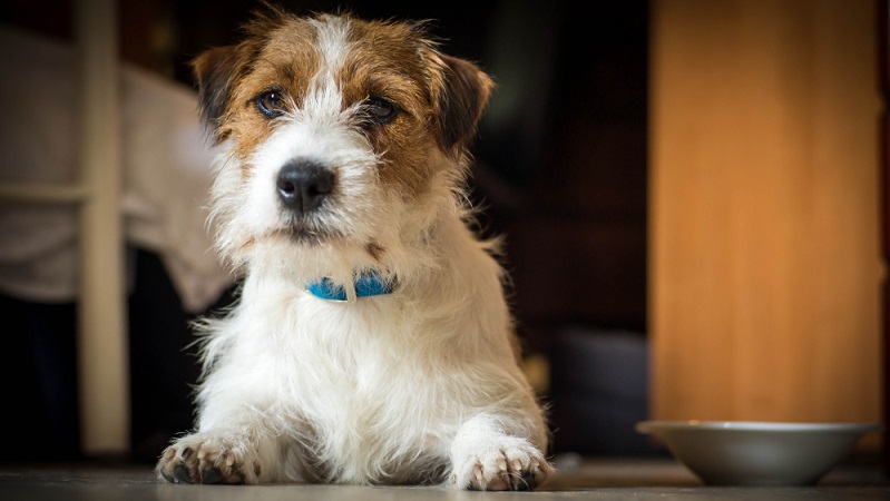 Allgemein muss man leider sagen, gibt es beim Jack Russell einige Anfälligkeiten, die gehäufter bei der Rasse vorkommen. ( Foto: Shutterstock-_Pawel Rajtar )