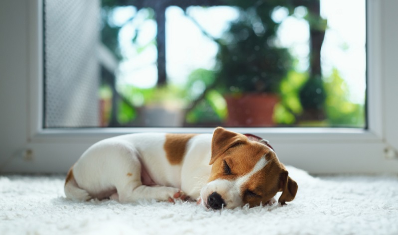 Auch der Jack Russell Welpe durchläuft verschiedene Phasen in seinem Welpenleben. ( Foto: Shutterstock-smit)