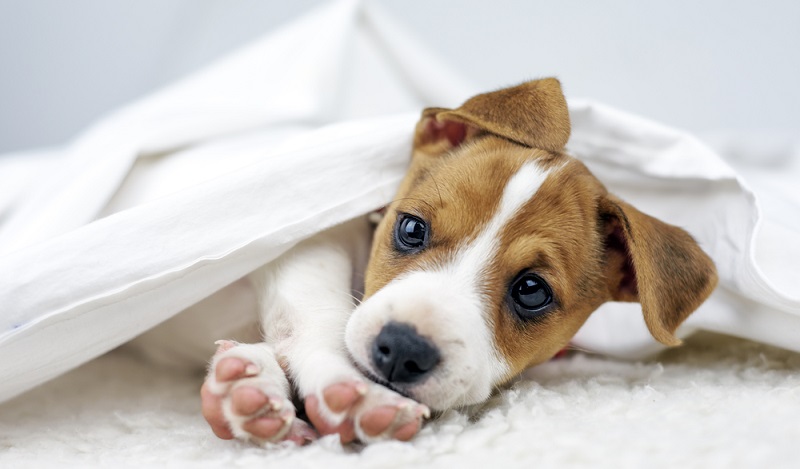 Wenn man lange viel Freude mit seinem Jack Russell Terrier haben möchte, muss man nach einem seriösen Jackie Züchter suchen. ( Foto: Shutterstock-Smit )