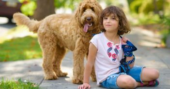 Labradoodle: warum das Energiebündel und Überraschungsei die perfekt Wahl ist ( Foto: Shutterstock- Dina Uretski )