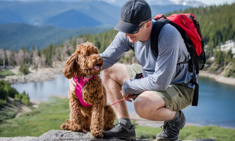 Wer sich einen Labradoodle zulegt, hat einen idealen Gefährten für naturnahe Freizeitaktivitäten und vielseitige Hunde-Sportarten. ( Foto: Shutterstock-Ann Lillie)