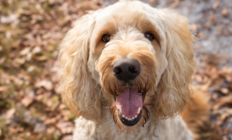 Wie bei allen Hunden, sollte auch vor der Anschaffung eines Labradoodle, geprüft werden, ob man wirklich die Zeit und auch die finanziellen Mittel hat, sich um ein Lebewesen 12 bis 15 Jahre zu kümmern. ( Foto: Shutterstock-Lindsay Helms)