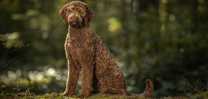 Wie ein Labradoodle auszusehen hat, kann man nicht festlegen. ( Foto: Shutterstock- Sharon Snider )